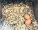  ??  ?? Large, brown eggs laid by Mihevc’s Red Star hens in their nesting box on a bed of wood shavings and straw.