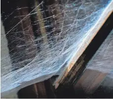  ?? FOTO: KARL-JOSEF HILDENBRAN­D ?? Spinnweben unterm Dach oder am Fenster müssen nicht immer gleich beseitigt werden.