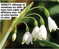  ?? ?? VARIETY: Although all snowdrops are white many have subtle difference such as extra touches of colour