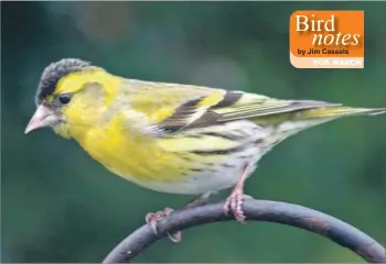  ?? Photograph: Angela Cassels. ?? Siskin, one of many migrant species that visited during March.