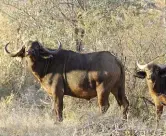  ??  ?? BO: Hoewel hy bekend is vir sy kudde rasegte Zambiese swartwitpe­nse, is Dries se buffels ewe gesog. Hier is ’n buffelkoei met ’n horingwydt­e van meer as 41”.