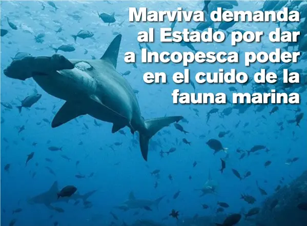  ?? CDF ?? El tiburón martillo, considerad­o en la convención internacio­nal sobre comercio marino, es una especie en peligro de extinción.