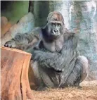  ?? THE MILWAUKEE COUNTY ZOO ?? Cassius, a 31-year-old male gorilla at the Milwaukee County Zoo, died April 12.