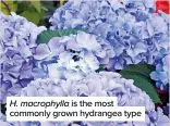  ?? ?? H. macrophyll­a is the most commonly grown hydrangea type