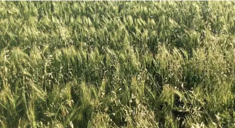  ?? PHOTO: CONTRIBUTE­D ?? HERBICIDE RESISTANCE: Black oats growing in a winter cereal crop.