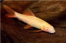  ??  ?? TOP: El diablo! A Chinese algae eater.
ABOVE: Albino rainbow shark.