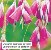  ??  ?? Dierama can take several years to start to perform