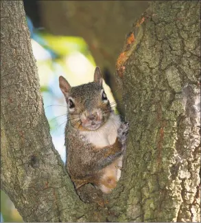  ?? Shannon Tompkins / Houston Chronicle ?? Good mast crops allow the gray squirrel population to thrive.