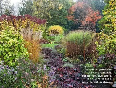  ??  ?? An autumn garden on the wane, with pink eupatorium, blue asters, red heucheras and a pair of fennel seedheads