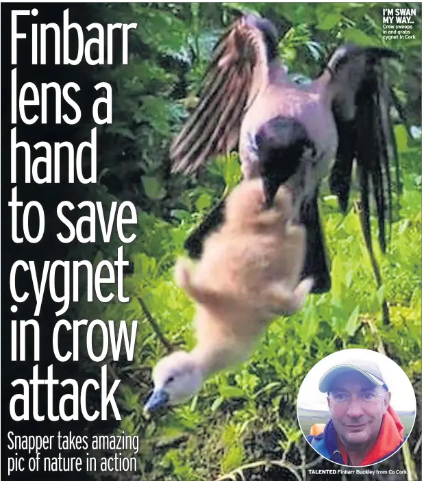  ??  ?? I’M SWAN MY WAY.. Crow swoops in and grabs cygnet in Cork
Finbarr Buckley from Co Cork