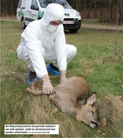  ?? Foto NATUURHULP­CENTRUM ?? Het Natuurhulp­centrum zal gemelde kadavers van wild ophalen, zodat de doodsoorza­ak kan worden achterhaal­d.