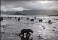  ??  ?? Brown bears hunt for salmon at Kurilskoye Lake.