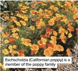  ?? ?? Eschscholz­ia (California­n poppy) is a member of the poppy family