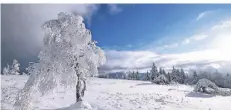  ?? FOTO: DPA ?? Ein schneebede­ckter Baum am Kahlen Asten bei Winterberg.