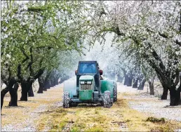  ?? Los Angeles Times/tns ?? A farm worker drives a truck that sprays and fans out herbicide on an almond tree farm in a 2015 file image from Modesto.