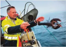  ??  ?? UNDER MINSTEMÅLE­T: Atle Svendsen kaster ut en hummer som er under minstemåle­t.