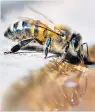  ??  ?? Creating a buzz: why sugar water is like nectar for bees