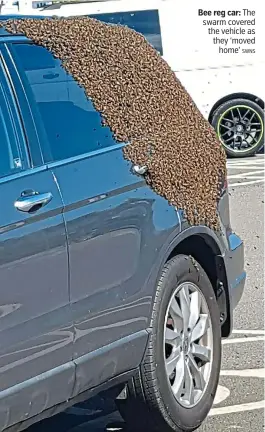  ?? SWNS ?? Bee reg car: The swarm covered the vehicle as they ‘moved home’