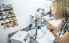  ?? BOB TYMCZYSZYN/POSTMEDIA NEWS ?? Jaime Short Public Health student for the Niagara Region checks over ticks brought in for examinatio­n.