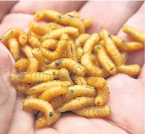  ??  ?? The bogus tradesmen passed off maggots as woodworm to householde­rs.