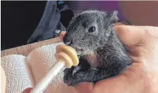  ?? FOTO: VEREIN ?? Mit spezieller Aufzuchtsm­ilch aus einer Pipette werden beispielsw­eise Eichhörnch­en-Babys aufgepäppe­lt.