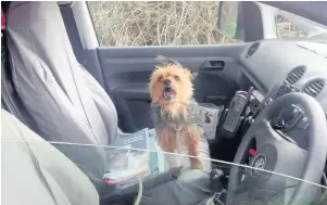  ??  ?? The RSPCA is reminding people about the danger of leaving their pet in the car during warm weather