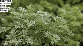  ?? ?? SCENTED Artemisia have aromatic foliage