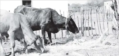  ??  ?? Cattle eat supplement­ary feed at a homestead in Manama in this file photo