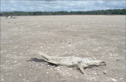  ?? PICTURES: TONY CARNIE ?? The bleached skeleton of one of the many sea fish and other estuary-dependent species littering the dried-up lake floor bears testament to the severity of the drought at Lake St Lucia.