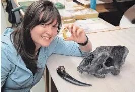  ?? DANIELLE DUFAULT THE CANADIAN PRESS ?? Lead study author Ashley Reynolds holds the Smilodon fatalis metacarpal. On the table are an S. fatalis skull and canine tooth from Peru.