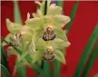  ??  ?? 2055 ORCHIDEE NONGKEE Una fu pagata 170mila euro. Alternativ­a, 39 milioni di rose