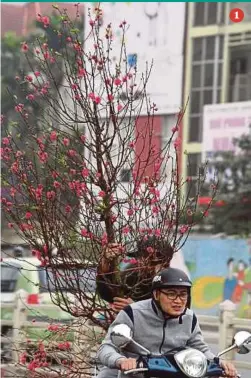  ?? AFP PIC ?? 1. A man riding a motorcycle as his pillion rider holds a peach blossom plant in Hanoi, Vietnam, yesterday. 1