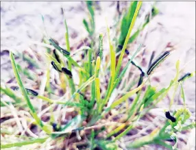  ?? (Pics: Joseph Zulu) ?? THREAT:
The worms, approximat­ely 1 to 1.5 centimetre­s in length and of a very dark colour, were discovered in large numbers last Tuesday morning.
The African armyworms feeding on grass.