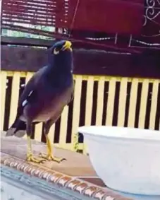  ?? PIC COURTESY OF ‘I LOVE MELAKA’ FACEBOOK PAGE ?? A screengrab from the video showing a wild Myna bird saying ‘thank you very much’ after it was fed food at a house in Melaka.