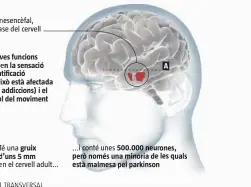  ?? ?? Les seves funcions inclouen la sensació de gratificac­ió
(per això està afectada en les addiccions) i el control del moviment
A gruix d’uns 5 mm p e
A ones e les q