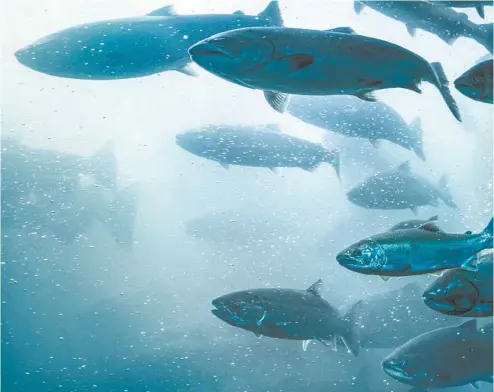  ?? DAVE ALAN GETTY IMAGES ?? Le projet nécessiter­ait l’importatio­n d’oeufs de saumon de l’Islande, où des cas d’anémie infectieus­e ont déjà été détectés.