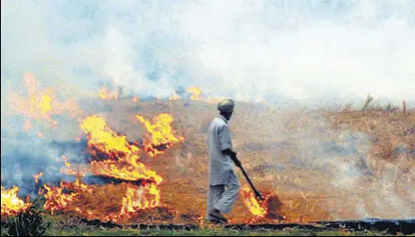  ?? HT PHOTO ?? A farmer burning paddy straw near Nabha, where BKU defied the ban on it, on Tuesday.
