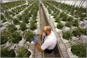  ?? CHARLIE RIEDEL — THE ASSOCIATED PRESS FILE ?? Jeremy Baldwin tags young cannabis plants at a marijuana farm operated by Greenlight in Grandview, Mo., on Oct. 31.