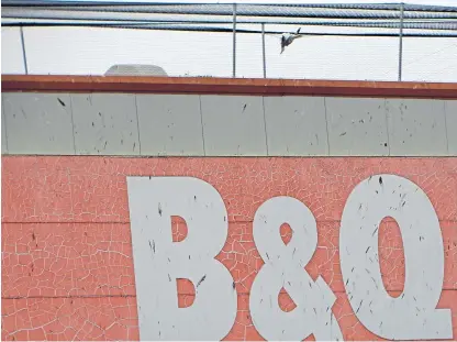  ??  ?? The dead bird can be seen in the netting on the roof of the B&Q store in Arbroath.