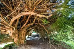  ??  ?? The archway of Aberglasne­y’s Yew Tunnel is gradually being restored with a programme of cutting back the 250-yearold trees.