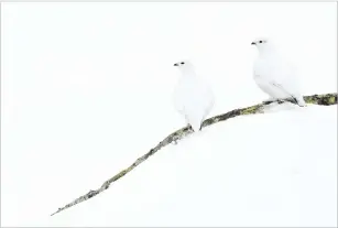  ??  ?? A pair of ptarmigan in full winter plumage Nikon D800E, Nikon 300mm f/2.8