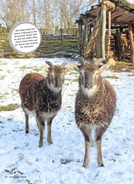  ??  ?? hat Das Soay-schaf in der seinen Ursprung . Heute teilt Bronzezeit vielen Nutzes sich mit Platz auf tieren einen Liste bedrohder Roten ter Tierarten