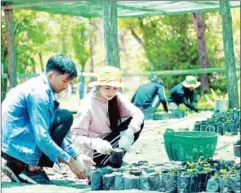  ?? ENVIRONMEN­T MINISTRY ?? Most of the tree saplings would be planted later this year. The rest would be sold to outsiders and offered to schools, the community, pagodas and certain government bodies free of charge.