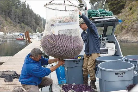  ?? PHOTOS BY DEXTER HAKE / THE NEW YORK TIMES ?? Commercial divers Gary Trumper, left, and Byron Koehler transfer their haul of purple sea urchins Aug. 24 after diving off the coast of Albion, Calif. More than 95% of California’s coastal kelp forests have been killed by an explosion of purple sea urchins, and commercial divers have been hired to help control the purple urchin population.