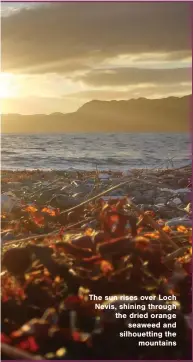  ?? ?? The sun rises over Loch Nevis, shining through the dried orange seaweed and silhouetti­ng the mountains