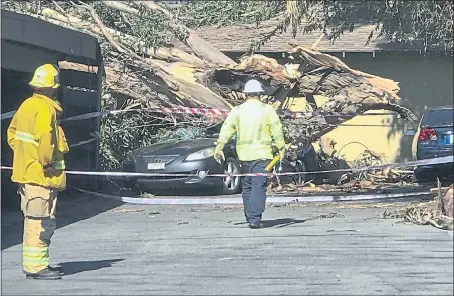  ?? MINDY SCHAUER — ORANGE COUNTY REGISTER ?? Authoritie­s access the damage after a woman was killed after a large eucalyptus tree toppled and smashed onto a car she was inside of in the driveway of her home in Tustin, Calif. during the heavy Santa Ana winds on Monday.