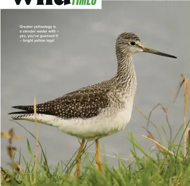  ?? ?? Greater yellowlegs is a slender wader with – yes, you’ve guessed it – bright yellow legs!