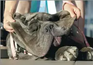  ?? ERIC RISBERG / ASSOCIATED PRESS ?? Shirley Zindler lifts up Martha’s jowls during the World’s Ugliest Dog Contest at the Sonoma-Marin Fair, in Petaluma, California. Martha was the winner of the event.