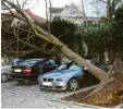  ?? Foto: Mack ?? In Nördlingen entwurzelt­e der Sturm einen Baum.
