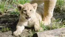  ?? PAT NABONG/SUN-TIMES PHOTOS ?? Pilipili, which means “pepper” in Swahili, is the first African lion cub born at Lincoln Park Zoo in two decades.